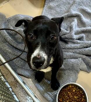 Rescue Black Labrador Retriever Dogs for Adoption in Sierra Vista, Arizona - Baby | PetCurious