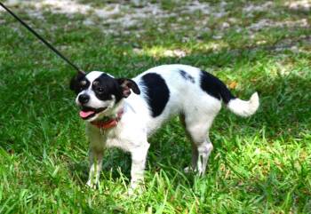 Mabel -  Chihuahua Dog for Adoption in Willingboro, New Jersey - Mabel | PetCurious
