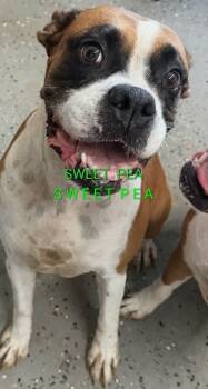 Sweetpea -  Boxer Dog for Adoption in Woodbury, Minnesota - Sweetpea | PetCurious