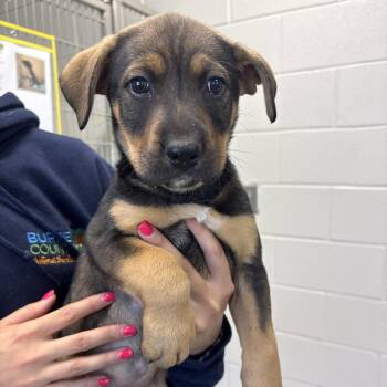 Pit Bull Terrier Dogs Available for Adoption in Morganton, North Carolina - Gravy Thunderpaws | PetCurious