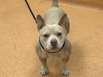 HAZEL -  Pit Bull Terrier Dog for Adoption in Martinez, California - HAZEL | PetCurious