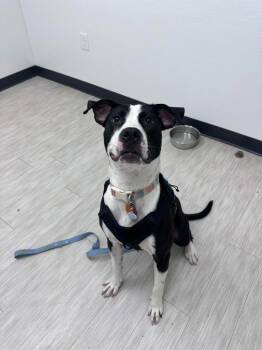 Pit Bull Terrier and Mixed Breed Dogs Available for Adoption in Marion, Ohio - Millie | PetCurious