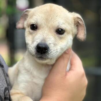 Mixed Breed Dogs Available for Adoption in Hagerstown, Maryland - Scarlet | PetCurious