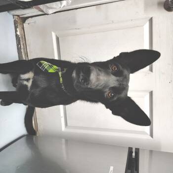 Rescue Shepherd Dogs for Adoption in Springtown, Texas - Jackson | PetCurious