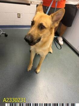 Mixed Breed Dogs Available for Adoption - MARC | PetCurious