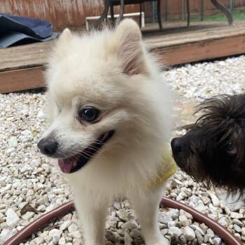 Rescue Pomeranian Dogs for Adoption in Houston, Texas - Brooks | PetCurious