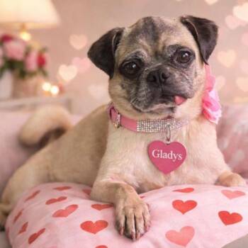 Pug Dogs Available for Adoption - Gladys | PetCurious