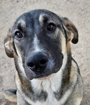 Rescue Shepherd Dogs for Adoption in Lake Forest, California - Hayden - (CP)-Foster Or Adopt Me! | PetCurious