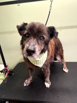 Rescue Shetland Sheepdog Sheltie and Mixed Breed Dogs for Adoption in South Bend, Indiana - Jordan | PetCurious