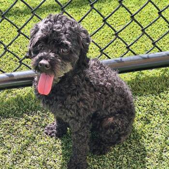 Agness 4594 -  Poodle Dog for Adoption in Loxahatchee Groves, Florida - Agness 4594 | PetCurious