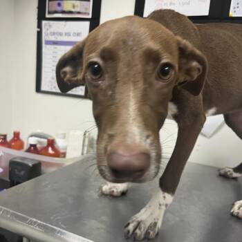 Lillie -  German Shorthaired Pointer and Whippet Dog for Adoption in Birmingham, Alabama - Lillie | PetCurious