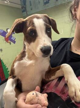 Rescue Treeing Walker Coonhound and Mixed Breed Dogs for Adoption in Indianapolis, Indiana - BESSY | PetCurious