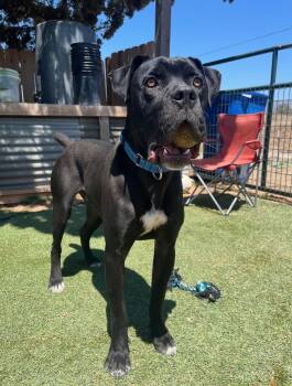 Happy Gilmore -  Cane Corso Dog for Adoption in Glendale, Arizona - Happy Gilmore | PetCurious
