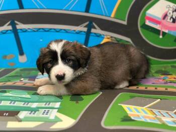 Collie and Anatolian Shepherd Dogs Available for Adoption - Eden | PetCurious