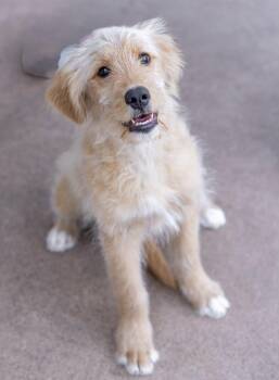 Goldendoodle Dogs Available for Adoption in Carlsbad, California - FINN | PetCurious