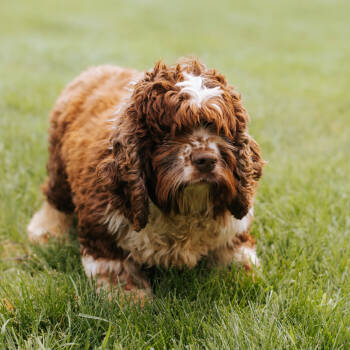 Rescue Cocker Spaniel Dogs for Adoption in Northbrook, Illinois - Hershey | PetCurious