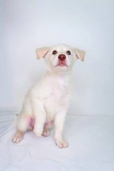 Rescue Great Pyrenees and Shepherd Dogs for Adoption in Bixby, Oklahoma - Spice | PetCurious