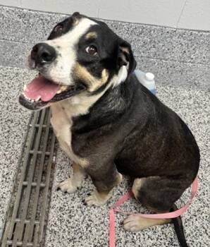 Rocco -  Mixed Breed Dog for Adoption in West Chester, Pennsylvania - Rocco | PetCurious