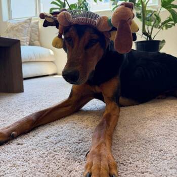 JAX #3 -  Doberman Pinscher Dog for Adoption in Chandler, Arizona - JAX #3 | PetCurious