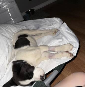 Pointer and Saint Bernard Dogs Available for Adoption in Ball Ground, Georgia - Harper | PetCurious