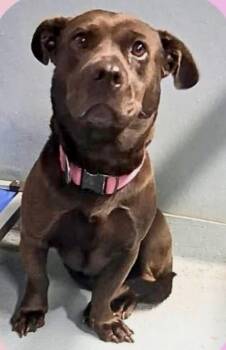 Black Labrador Retriever and Corgi Dogs Available for Adoption in Hillsdale, New York - Nova | PetCurious