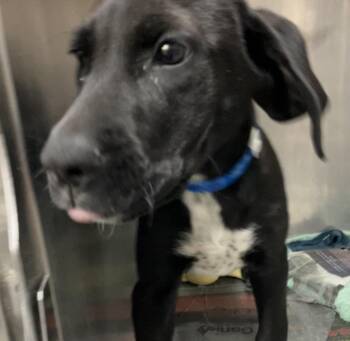 Roscoe -  Labrador Retriever Dog for Adoption in Parma, Ohio - Roscoe | PetCurious