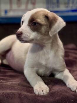 Mixed Breed Dogs Available for Adoption - Dolly | PetCurious