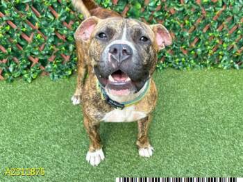 Mixed Breed Dogs Available for Adoption in West Palm Beach, Florida - JABARKUS | PetCurious