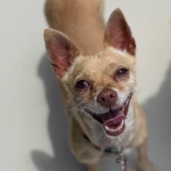 Guera 22578 -  Chihuahua Dog for Adoption in Cumming, Georgia - Guera 22578 | PetCurious