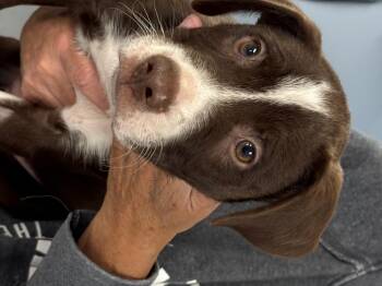 Rescue Australian Cattle Dog Blue Heeler Dogs for Adoption - Lolly | PetCurious