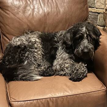 German Wirehaired Pointer Dogs Available for Adoption in Houston, Texas - Peyton | PetCurious