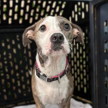 Cookie -  Chihuahua and American Staffordshire Terrier Dog for Adoption in Tampa, Florida - Cookie | PetCurious