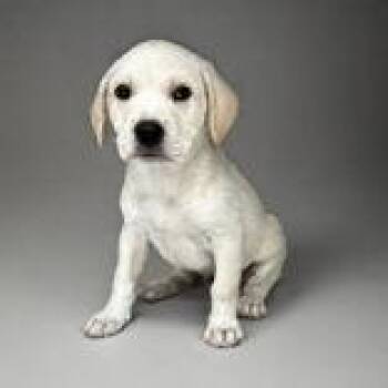 Zappy -  Labrador Retriever Dog for Adoption in Portsmouth, Ohio - Zappy | PetCurious