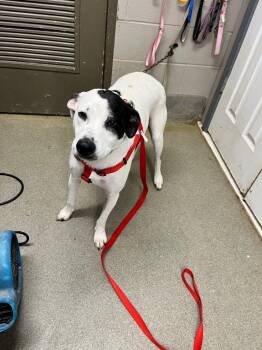 Louis/Rocket -  Australian Cattle Dog Blue Heeler Dog for Adoption in Hopkinsville, Kentucky - Louis/Rocket | PetCurious