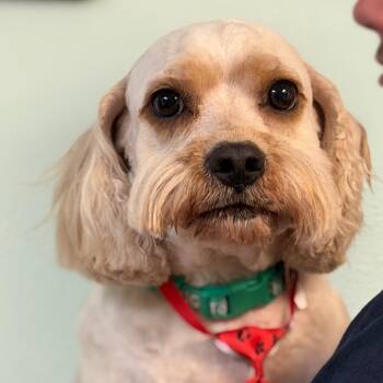 Doc -  Cavalier King Charles Spaniel and Miniature Poodle Dog for Adoption in Idaho Falls, Idaho - Doc | PetCurious