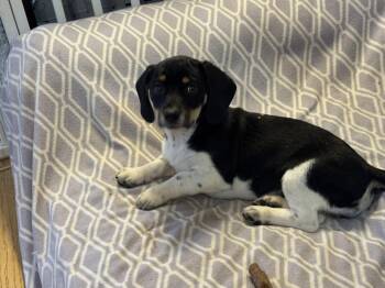 Beagle and Dachshund Dogs Available for Adoption - Judah | PetCurious