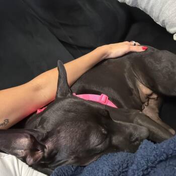 Mixed Breed Dogs Available for Adoption in West Palm Beach, Florida - Mahi | PetCurious