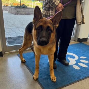 Rescue German Shepherd Dog Dogs for Adoption in York, Pennsylvania - YORK-Stray-14407 | PetCurious