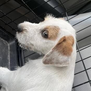 Charlie -  Miniature Schnauzer Dog for Adoption in Richmond Hill, Georgia - Charlie | PetCurious