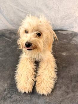 Morel -  Maltese and Poodle Dog for Adoption in Richmond, Texas - Morel | PetCurious