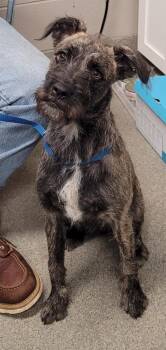 Buttons/Boone -  Terrier Dog for Adoption in Hopkinsville, Kentucky - Buttons/Boone | PetCurious