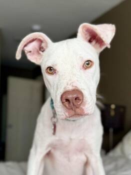 George -  Pit Bull Terrier Dog for Adoption in Sunnyvale, California - George | PetCurious