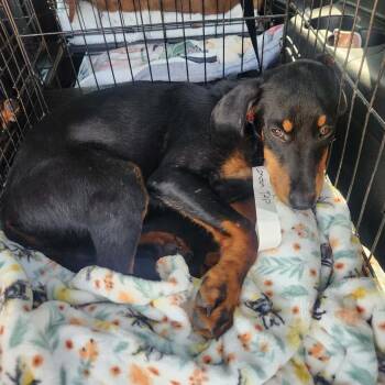 London -  Doberman Pinscher and Mixed Breed Dog for Adoption in Hackett, Arkansas - London | PetCurious
