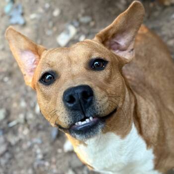 Rescue Mixed Breed Dogs for Adoption in Aberdeen, North Carolina - Malorie | PetCurious