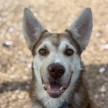 Maxx -  Husky Dog for Adoption in Briarcliff Manor, New York - Maxx | PetCurious