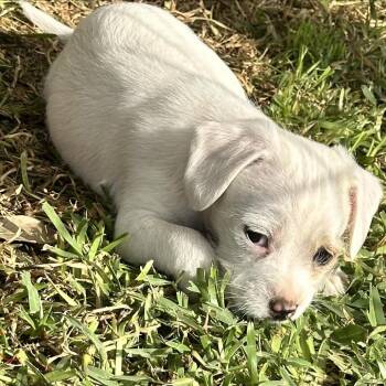 Poodle Dogs Available for Adoption - Sun | PetCurious