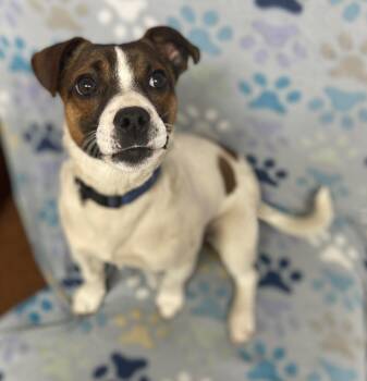 Terrier Dogs Available for Adoption - Max | PetCurious