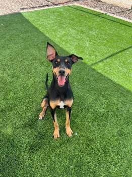 Gir -  Doberman Pinscher Dog for Adoption in Washington, Utah - Gir | PetCurious