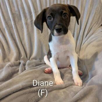 Diane -  Hound Dog for Adoption in Marion, Illinois - Diane | PetCurious