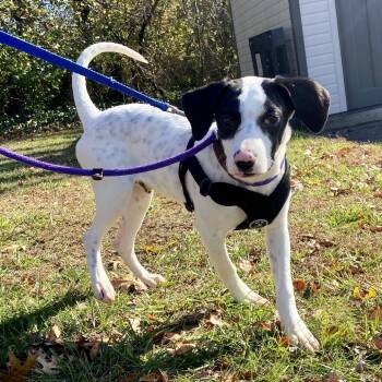 Rescue Mixed Breed Dogs for Adoption in Wantagh, New York - Maximus | PetCurious